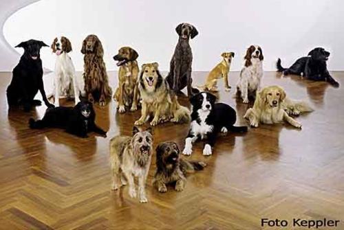 Hundeschulgruppe